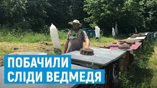 У лісах біля буковинських сіл виявили сліди ведмедя. Він ймовірно розтрощив пасіку