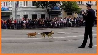 Прикол. Собаки начали парад победы  2015 Ростов на Дону