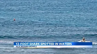 12-foot shark spotted swimming in lineup at Ala Moana Bowls