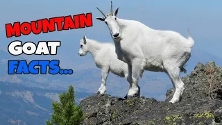 Top 10 Rocky Mountain Goat Facts - Fast Facts