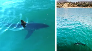 Great White Sharks at One of LA's Busiest Beaches