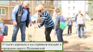 13 тысяч деревьев и кустарников посадят в городском округе Пушкинский 22 мая