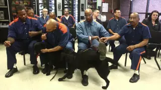 Watch prisoners react as they receive puppies