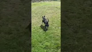 Dog Plays Fetch at Dog Park (Part 3) Blue Staffy 🇦🇺 American Staffordshire