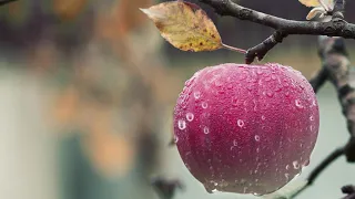 FRUITS | NO COPYRIGHTS VIDEO | ROYALTY FREE VIDEO | HD VIDEOS | 4K VIDEOS