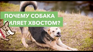 Почему собака влияет хвостом?