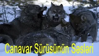 Dünyanın Ən Qorxulu 5 Canavar Sürüsünün Ulaması ( Kurt sesleri ) ( Wolves howl )