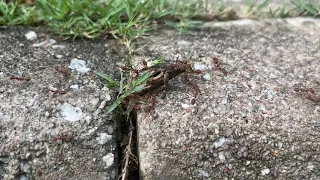 Asian weaver ants (Oecophylla smaragdina) carrying Orthoptera back to nest