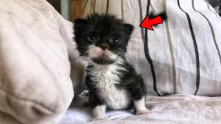 Funniest Cats And Dogs Videos 😂 - Best Funny Animal Videos 2023 😍
