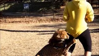 Cheetah Attacked Human caught at camera