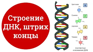 Строение ДНК, что такое штрих концы | биология