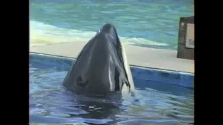 Show da Orca - Miami Seaquarium - Julho de 1998