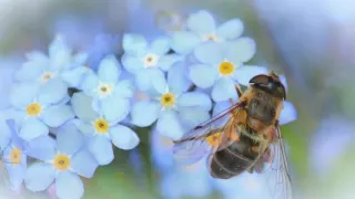 Незабудки - детские песни