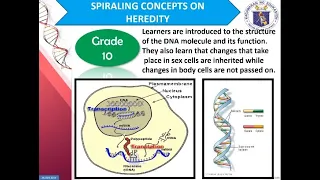 Protein Synthesis (Central Dogma of Genetics) DNA replication, transcription, translation. Grade 10