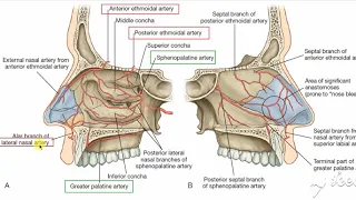 Nasal cavity blood supply 2