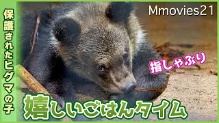 夢中でミルクをなめる子グマ別れた母の記憶が蘇るか・とんこの反応〜旭山動物園に保護された野生のエゾヒグマWild Bear cub protected by Asahiyama Zoo