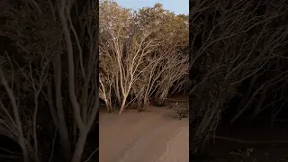 mangroves/beach/mirfa/marfa/al mugheirah bay/walking/sea water/trees/sunset/al dhafra/abudhabi/uae