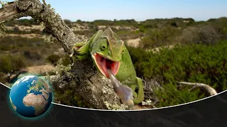 The fascinating fauna of the Mediterranean Sea