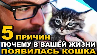 Без Кота и Жизнь не Та! 5 Причин, Почему в Вашей Жизни Появилась Кошка ¤ НЕОБЫЧАЙНОЕ