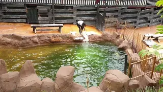 Tenerife Jungle Park - adding salt for the sea lions