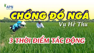 APN - 3 THỜI ĐIỂM TÁC ĐỘNG CỨNG CÂY, CHỐNG ĐỔ NGÃ MÙA MƯA - HÈ THU 2024|09