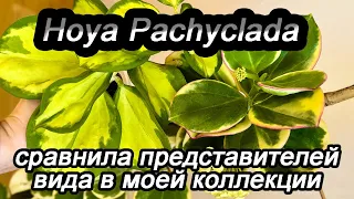 Hoya Pachyclada- сравнила представителей вида в моей коллекции