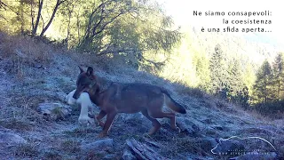 UN ANNO SULLE TRACCE DEI LUPI