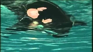 NEAR DEATH AT SEAWORLD  Ballena Orca Ataca a Entrenador