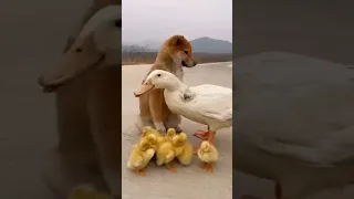 Surprised Beautiful Animals 😍😘🥰 @viral @amazing @shorts #viral #shorts