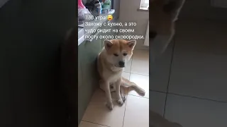 на посту около сковородки #youtube #акита #рекомендации #akitainu #dog #pets #смешно #прикол #cute