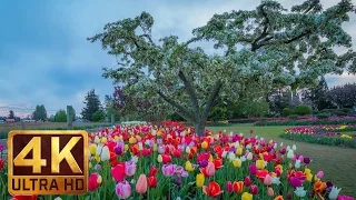 Skagit Valley Tulip Festival - Flowers Scenery | 4K Nature Relax Video in 3 Parts - Trailer