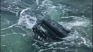 Humpback Whales Feeding on BILLIONS of Krill | Deep into the Wild | BBC Earth