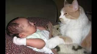 Adorable Cats Protecting and Loving Babies -  Cat Loves Baby Videos Compilation