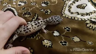 🦎Мои пятнистые эублефары🦎