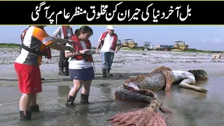 Real Mermaids in the Sea In Urdu Hindi