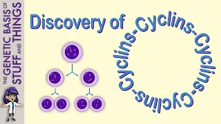 The discovery of cyclins, the regulators of cell division