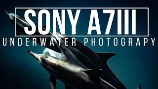 UNDERWATER PHOTOGRAPHY with a Sony A7III in Seafrogs Housing [First Person POV]