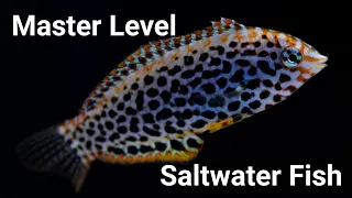 Top 7 HARDEST To Keep Saltwater Fish (And The Closest EASY Substitutes)