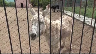 Парк "Тайган"🌺 Паша обижен на новенького Черныша, который увёл у него любимую Дашу.💕