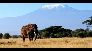 2019  Amboseli-Nationalpark