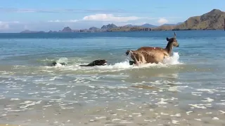 New|Komodo dragon hunting deer in the water