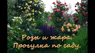 Розы и жара.  Прогулка по саду.