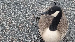 Goose Hit By a Car