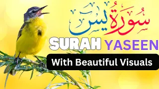 Surah Yasin(Yaseen) Beautiful Visual Full | Beautiful Recitation| Voice Shiekh Mishari Bin Rashide