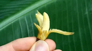 Как вырастить банан в домашних условиях. Выращиваем банан в горшке!