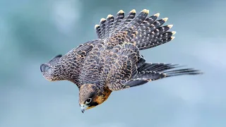 PEREGRINE FALCON - a dive fighter! The FASTEST animal on the planet!