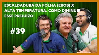 ESCALDADURA DA FOLHA (EROs) X ALTA TEMPERATURA. COMO DIMINUIR ESSE PREJUÍZO - Podcast ARDS - #039