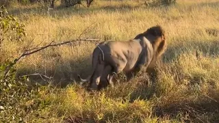 Nkhulu Male Lions Chasing Styx Pride | Lion Warfare | 12 May 2024