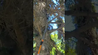 Easy way to trim tree branches
