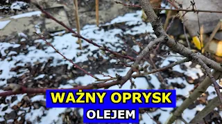 Kluczowy Oprysk Olejem na Drzewa owocowe, Borówki, Świerki, Porzeczki, Jabłonie, Brzoskwinie, Śliwy.